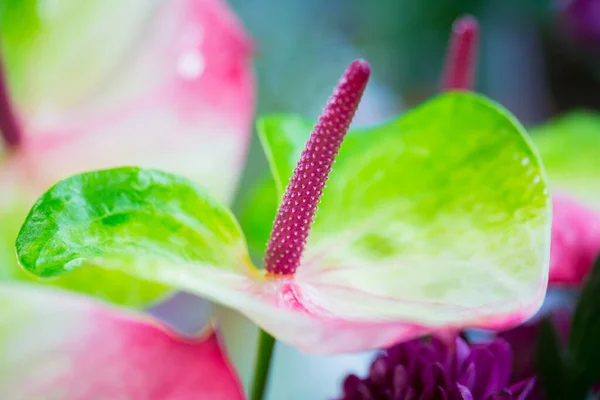 Fleurs Anthurium Colorées Dans Boutique — Photo