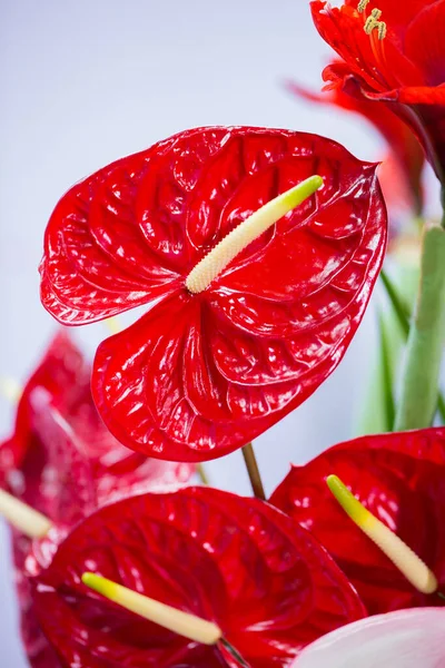 Fleurs Anthurium Colorées Dans Boutique — Photo