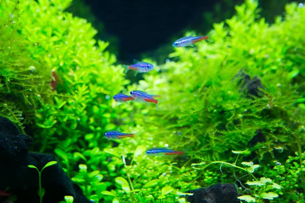 Ein Tropisches Süßwasseraquarium Das Wunderschönem Grün Gepflanzt Ist — Stockfoto