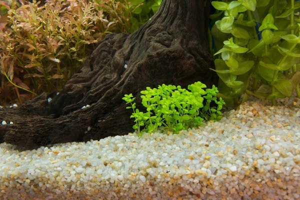 Aquarium Tropical Eau Douce Qui Est Planté Dans Beau Vert — Photo