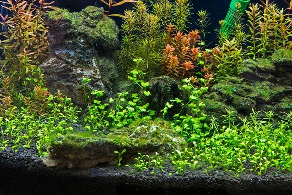 Ett Tropiskt Sötvattensakvarium Som Planterat Vackert Grönt — Stockfoto