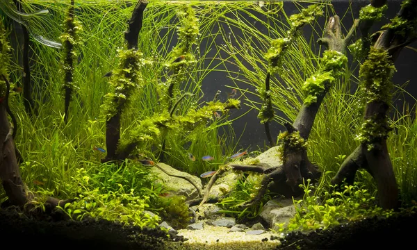 Ett Tropiskt Sötvattensakvarium Som Planterat Vackert Grönt — Stockfoto