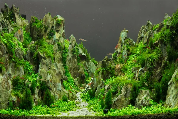 Aquarium Tropical Eau Douce Qui Est Planté Dans Beau Vert — Photo