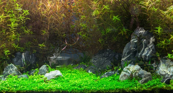 A tropical freshwater aquarium that is planted in beautiful green.