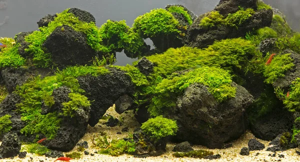 Aquarium Tropical Eau Douce Qui Est Planté Dans Beau Vert — Photo