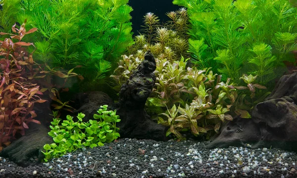 Tropical Freshwater Aquarium Planted Beautiful Green — Stock Photo, Image