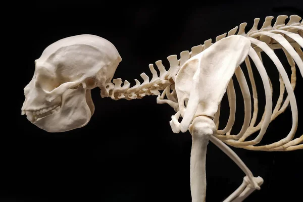 Siyah Arka Planda Kemik Maymun Kafatası — Stok fotoğraf