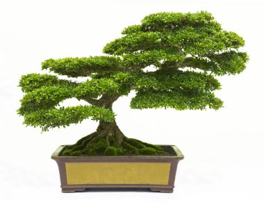 Bonsai çam ağacı beyaz bir duvara yaslanmış.