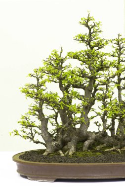 Bonsai çam ağacı beyaz bir duvara yaslanmış.