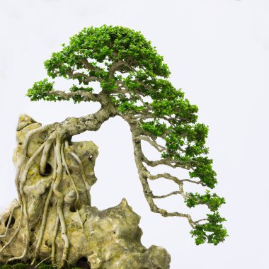 Bonsai çam ağacı beyaz bir duvara yaslanmış.