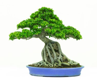 Bonsai çam ağacı beyaz bir duvara yaslanmış.