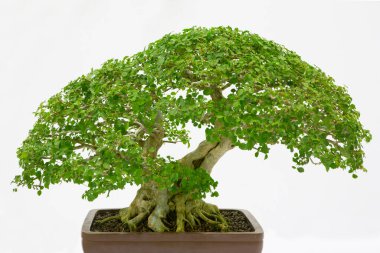 Bonsai çam ağacı beyaz bir duvara yaslanmış.