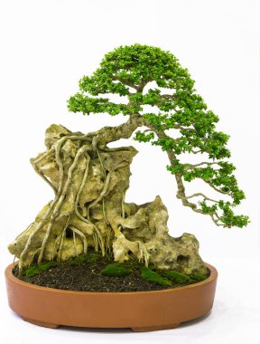 Bonsai çam ağacı beyaz bir duvara yaslanmış.