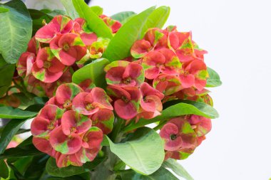 Euphorbia milii, alışılmadık renkli çiçekler.
