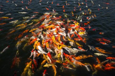 Çok güzel yüzen renkli koi balığı sürüsü..