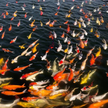 Çok güzel yüzen renkli koi balığı sürüsü..
