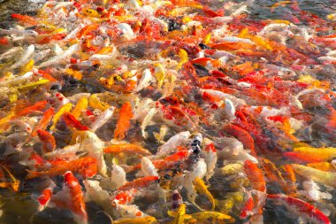 Çok güzel yüzen renkli koi balığı sürüsü..