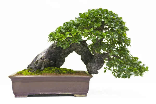 Πεύκο Bonsai Πάνω Λευκό Τοίχο — Φωτογραφία Αρχείου