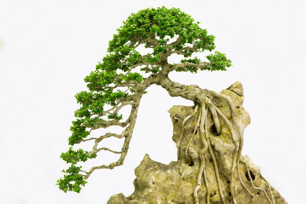 Sosna Bonsai Pod Białą Ścianą — Zdjęcie stockowe