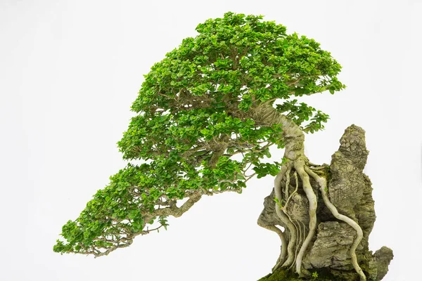 Sosna Bonsai Pod Białą Ścianą — Zdjęcie stockowe