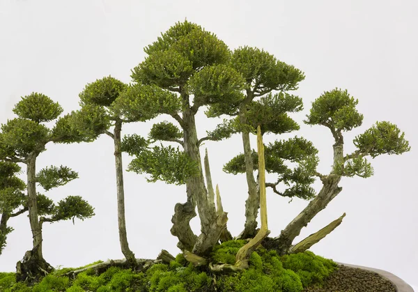 Pinheiro Bonsai Contra Uma Parede Branca — Fotografia de Stock