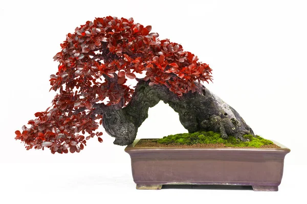 Pinheiro Bonsai Contra Uma Parede Branca — Fotografia de Stock