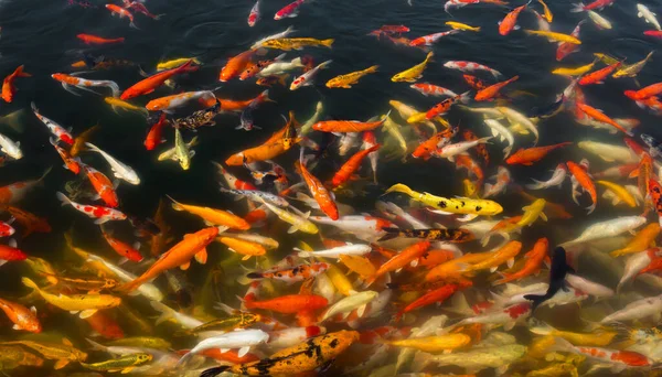 Een Groep Kleurrijke Koi Vissen Die Prachtig Zwemmen — Stockfoto