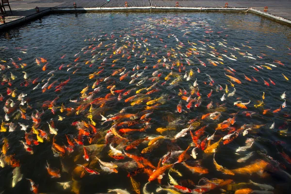 Group Colorful Koi Fish Swim Beautifully — Stock Photo, Image