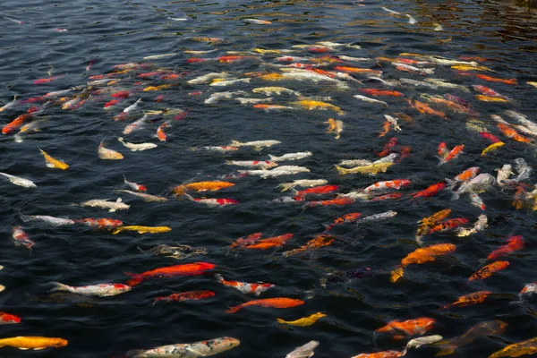 Grupo Peixes Koi Coloridos Que Nadam Lindamente — Fotografia de Stock