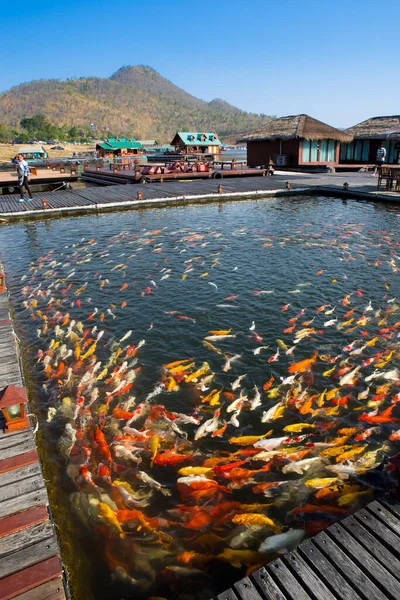 Group Colorful Koi Fish Swim Beautifully — Stock Photo, Image