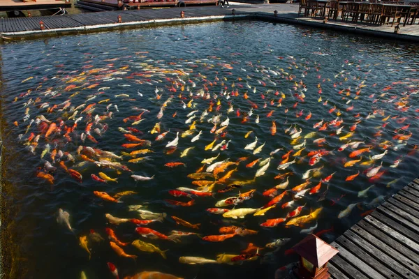 Grupo Peixes Koi Coloridos Que Nadam Lindamente — Fotografia de Stock