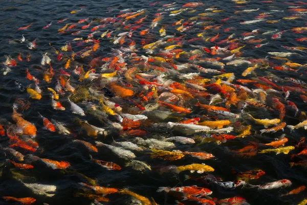 Grupo Peixes Koi Coloridos Que Nadam Lindamente — Fotografia de Stock