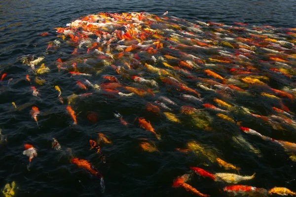 Sekelompok Ikan Koi Berwarna Warni Yang Berenang Dengan Indah — Stok Foto