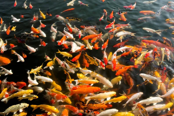 Een Groep Kleurrijke Koi Vissen Die Prachtig Zwemmen — Stockfoto