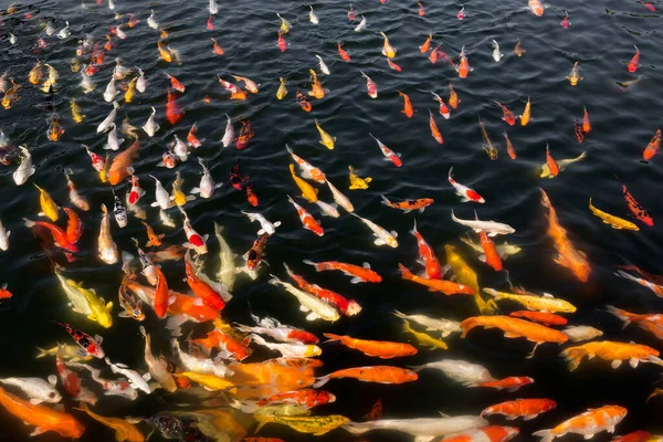 Een Groep Kleurrijke Koi Vissen Die Prachtig Zwemmen — Stockfoto