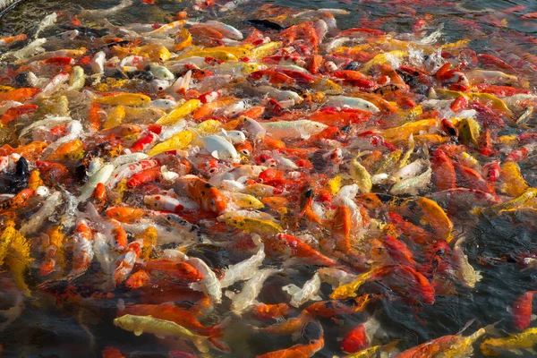 Grupo Peixes Koi Coloridos Que Nadam Lindamente — Fotografia de Stock