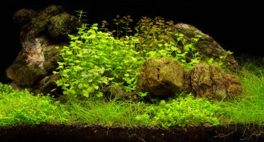 Yeşil güzel ekilmiş tropikal tatlı su akvaryumu