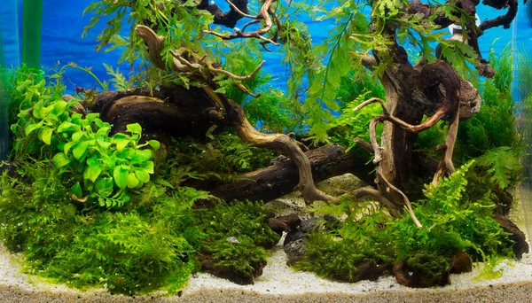 Bellissimo Acquario Verde Acqua Dolce Tropicale Piantato — Foto Stock