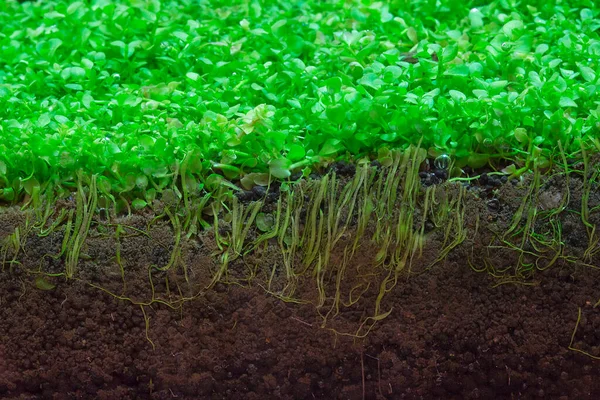 Belo Aquário Tropical Água Doce Plantado Verde — Fotografia de Stock