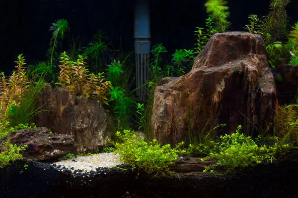 Зелений Красивий Посаджений Тропічний Прісноводний Акваріум — стокове фото