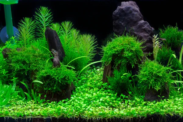 Bellissimo Acquario Verde Acqua Dolce Tropicale Piantato — Foto Stock