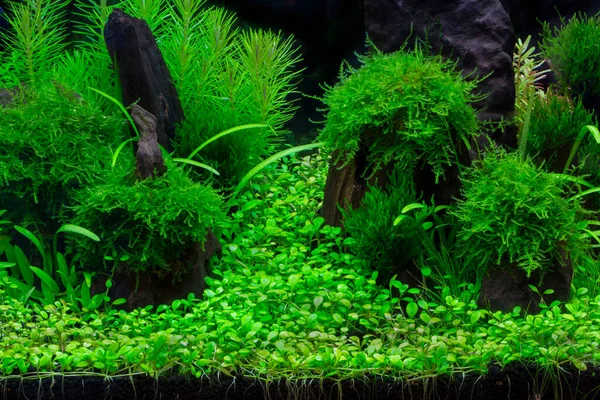 Yeşil güzel ekilmiş tropikal tatlı su akvaryumu