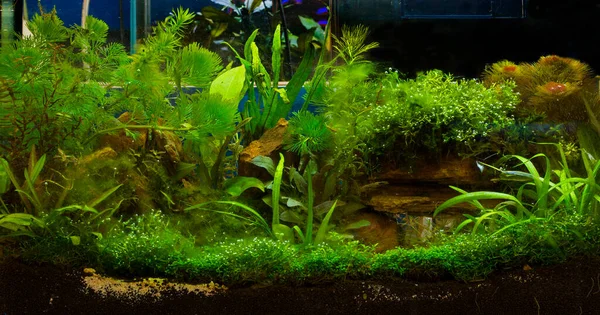 Ett Grönt Vackert Planterat Tropiskt Sötvattensakvarium — Stockfoto