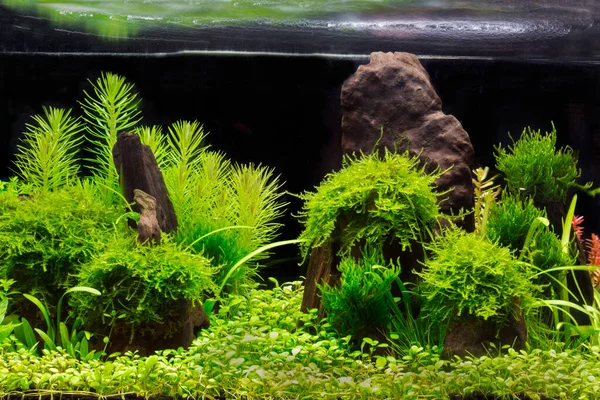 Zöld Gyönyörű Ültetett Trópusi Édesvízi Akvárium — Stock Fotó