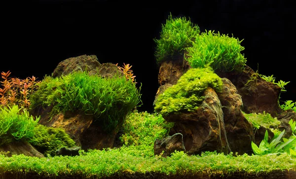 Зеленый Красивый Тропический Пресноводный Аквариум — стоковое фото