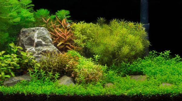 Een Groen Mooi Beplant Tropisch Zoetwateraquarium — Stockfoto