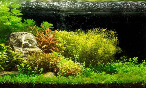 Ett Grönt Vackert Planterat Tropiskt Sötvattensakvarium Stockbild