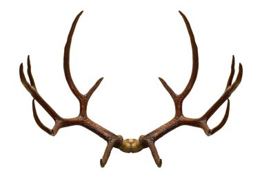 Rear View of Whitetail Deer Antlers isolated on white clipart