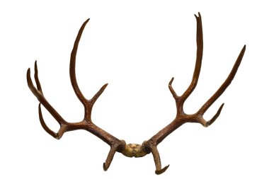 Beyazkuyruklu geyik boynuzunun beyaza izole edilmiş açılı görüntüsü.