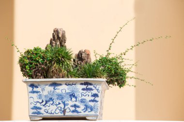 Bahçedeki ardıç bonsai ağacı